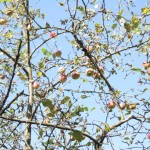 Walental Apfel